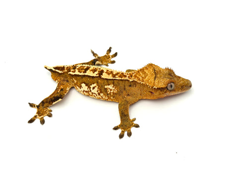 Yellow Emptyback Quadstripe Crested Gecko