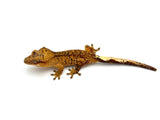 Yellow Tiger Dalmatian Crested Gecko