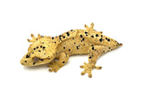 Yellow Super Dalmatian Crested Gecko