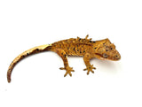 Yellow Tiger Dalmatian Crested Gecko