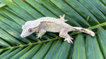 Yellow Flame Crested Gecko