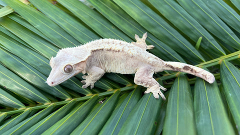 Yellow Flame Crested Gecko