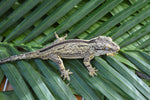 Yellow Striped Gargoyle Gecko "Skunk"