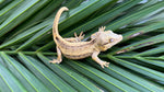 Yellow Striped Gargoyle Gecko