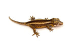 Striped Gargoyle Gecko (possible Yellow Base)