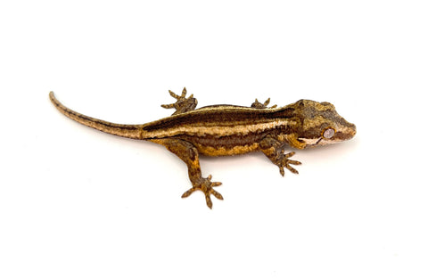 Striped Gargoyle Gecko (possible Yellow Base)