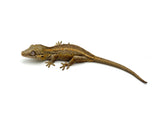 Striped Gargoyle Gecko