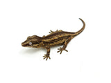 Possible Yellow Striped Gargoyle Gecko (Georgie baby)