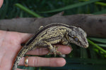 Yellow Striped Gargoyle Gecko "Skunk"