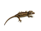 Possible Yellow Striped Gargoyle Gecko (Georgie baby)