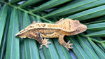 Yellow Quadstripe Pinstripe Crested Gecko