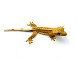 Yellow Whitewall Pinstripe Crested Gecko (Unique Eyes)