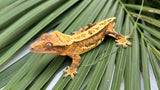 Yellow Quadstripe Pinstripe Crested Gecko