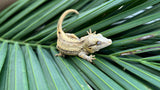 Yellow Striped Gargoyle Gecko