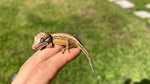 Striped Gargoyle Gecko