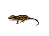 Possible Yellow Striped Gargoyle Gecko (Georgie baby)