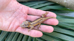 Striped Gargoyle Gecko