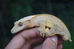 Hypo Yellow Pinstripe Dalmatian Crested Gecko (Majin Buu offspring)