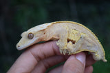 Hypo Yellow Pinstripe Dalmatian Crested Gecko (Majin Buu offspring)