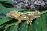 Yellow Emptyback Tiger Pinstripe Crested Gecko