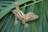 Yellow Emptyback Tiger Pinstripe Crested Gecko