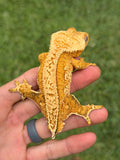 BRIGHT Yellow Pinstripe Crested Gecko