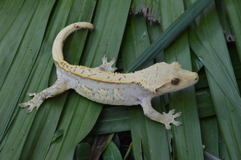 BRIGHT Yellow Hypo Pinstripe Crested Gecko (Majin Buu offspring)