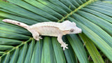 Yellow Flame Crested Gecko