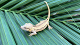 Yellow Striped Gargoyle Gecko