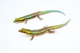 Neon Day Gecko