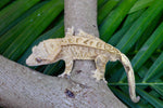 Yellow Phantom Tiger Crested Gecko