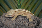 Yellow Emptyback Pinstripe Crested Gecko