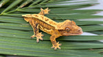 Yellow Quadstripe Pinstripe Crested Gecko