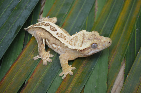 Yellow Emptyback Pinstripe Crested Gecko