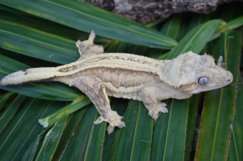 Yellow Superstripe Crested Gecko