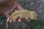 Yellow Phantom Tiger Crested Gecko