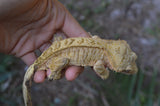 Yellow Phantom Tiger Crested Gecko