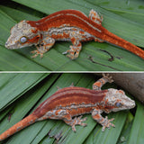 Red Super Striped Gargoyle Gecko (Young Blood offspring)