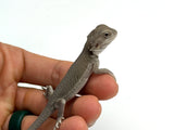 Zero Bearded Dragon