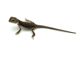 Zero Bearded Dragon
