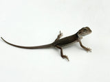 Zero Bearded Dragon