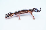 Striped Zero het Patternless African Fat Tail Gecko