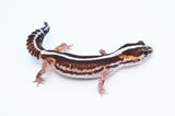 Striped Zero het Patternless African Fat Tail Gecko