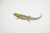 Neon Day Gecko