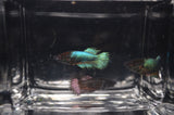Assorted Fancy Crowntail Betta Female
