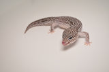 Super Snow Leopard Gecko