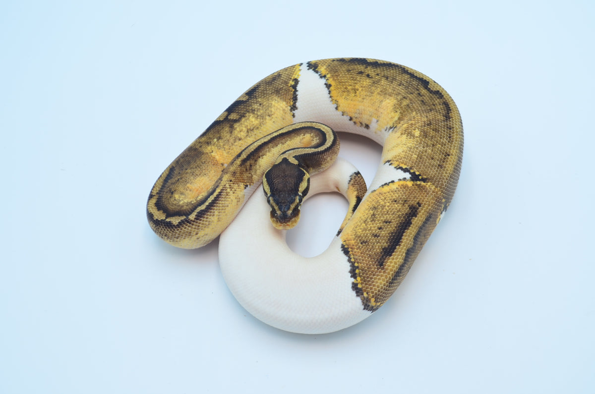 Pied Ball Python for sale – TikisGeckos