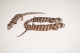 Baby Pink Tongue Skink
