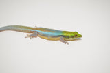 Neon Day Gecko