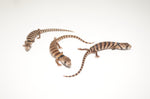 Baby Pink Tongue Skink